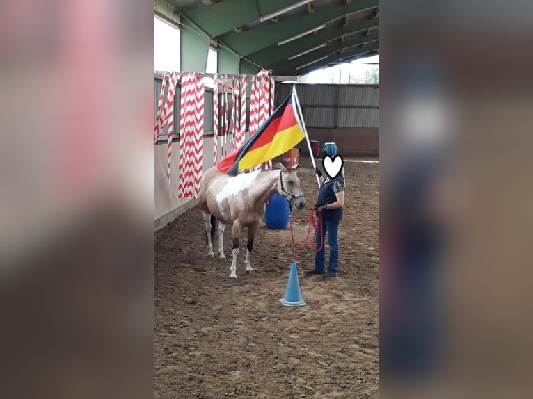 American Paint Horse Stute 11 Jahre 148 cm Buckskin in Schwanewede