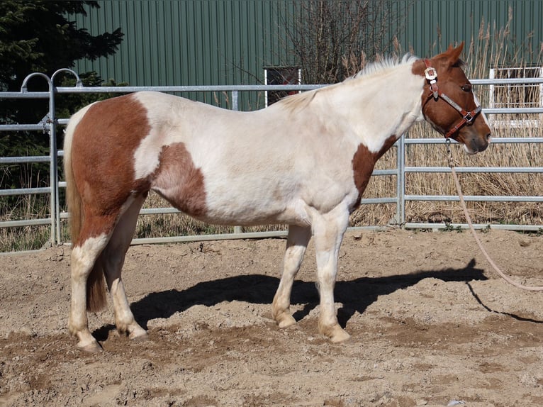 American Paint Horse Stute 11 Jahre 148 cm Tobiano-alle-Farben in Barlt