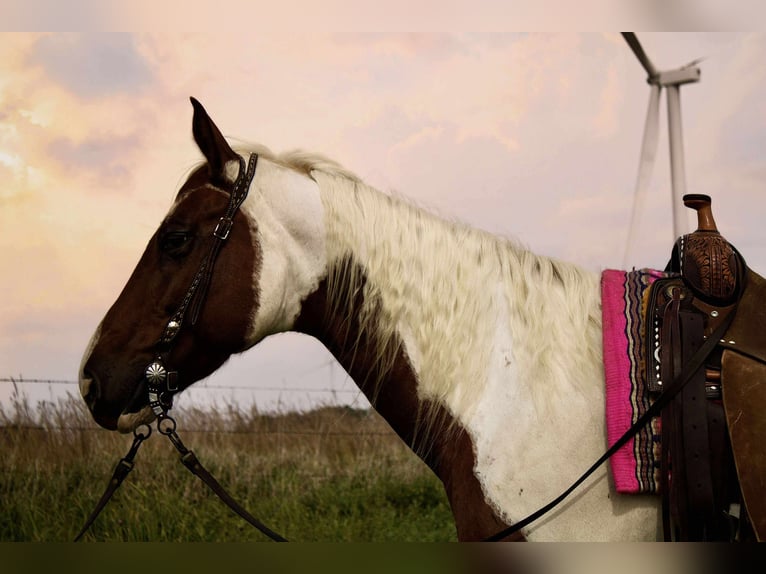 American Paint Horse Stute 11 Jahre 150 cm Schecke in Battle Creek