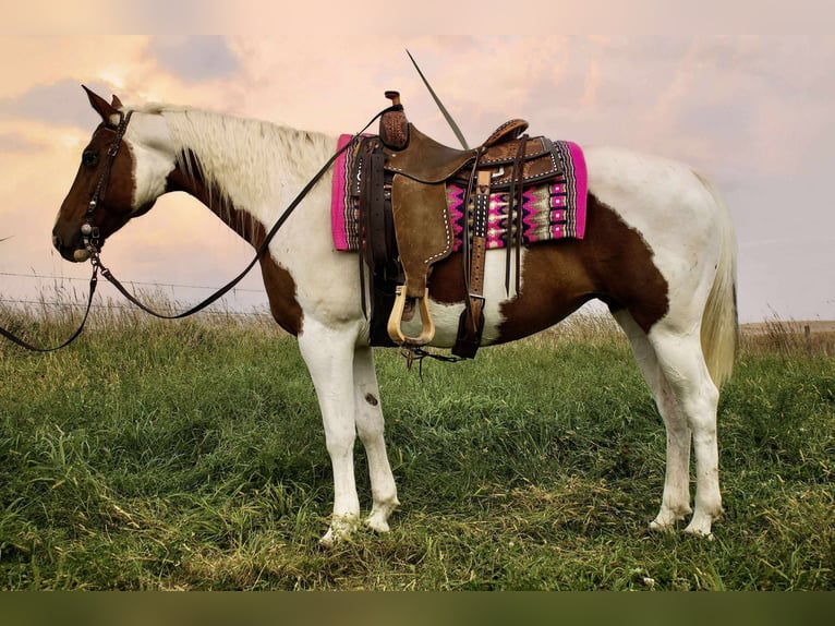 American Paint Horse Stute 11 Jahre 150 cm Schecke in Battle Creek