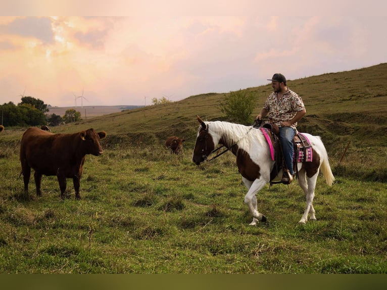 American Paint Horse Stute 11 Jahre 150 cm Schecke in Battle Creek