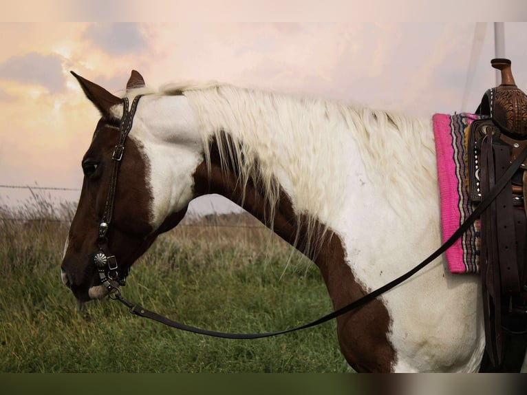 American Paint Horse Stute 11 Jahre 150 cm Schecke in Battle Creek