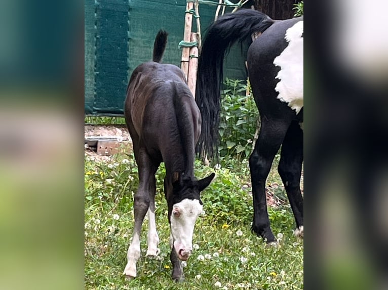 American Paint Horse Stute 11 Jahre 151 cm Overo-alle-Farben in Bebra