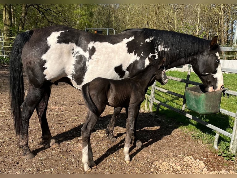 American Paint Horse Stute 11 Jahre 151 cm Overo-alle-Farben in Bebra