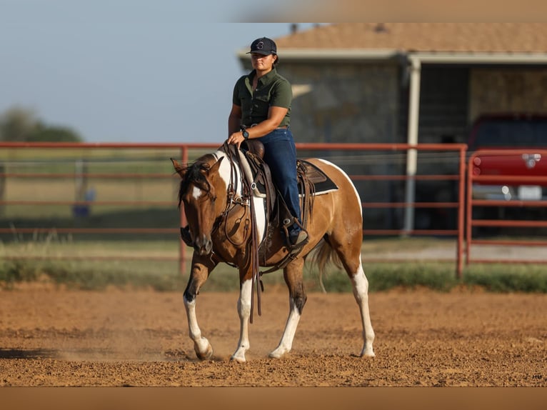 American Paint Horse Stute 11 Jahre 152 cm Falbe in Granbury TX