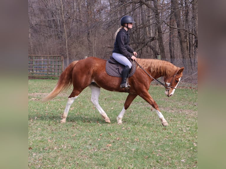 American Paint Horse Stute 11 Jahre 152 cm Overo-alle-Farben in Howell