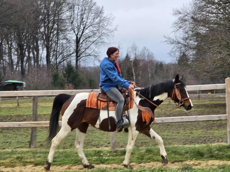 American Paint Horse Mix Stute 11 Jahre 152 cm Schecke in Linkenbach