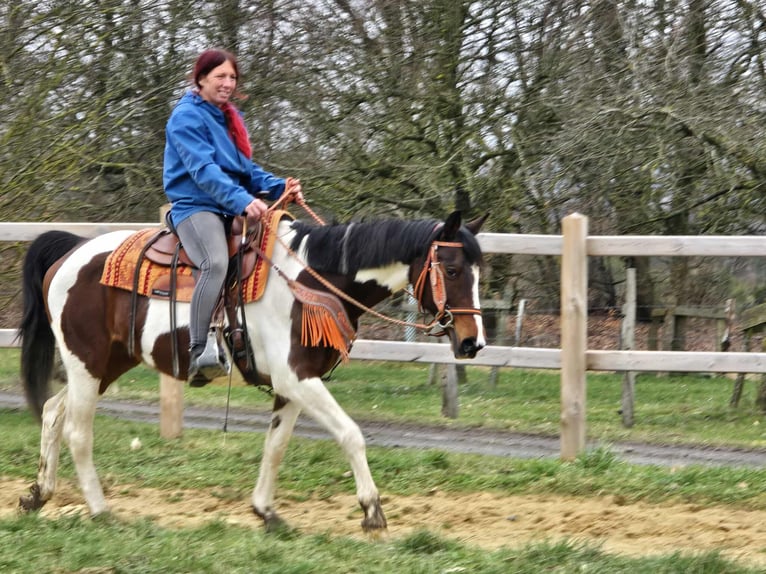 American Paint Horse Mix Stute 11 Jahre 152 cm Schecke in Linkenbach
