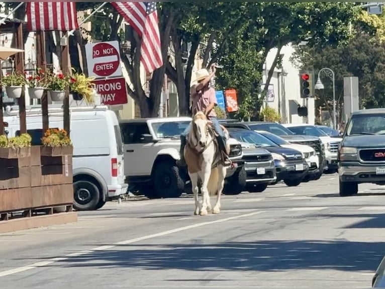 American Paint Horse Stute 11 Jahre 152 cm Tobiano-alle-Farben in Paicines CA