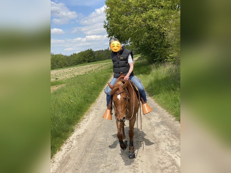 American Paint Horse Stute 11 Jahre 155 cm Roan-Red in Rösrath