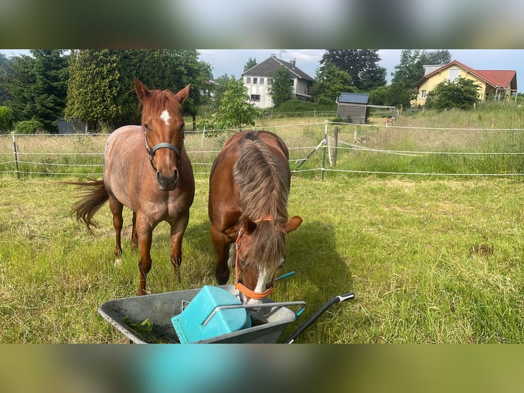 American Paint Horse Stute 11 Jahre 155 cm Roan-Red in Rösrath