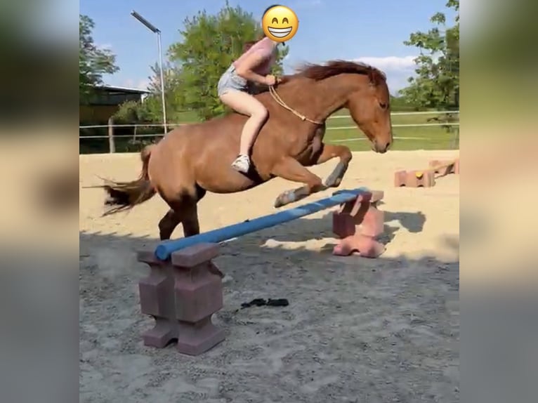 American Paint Horse Stute 11 Jahre 155 cm Roan-Red in Rösrath