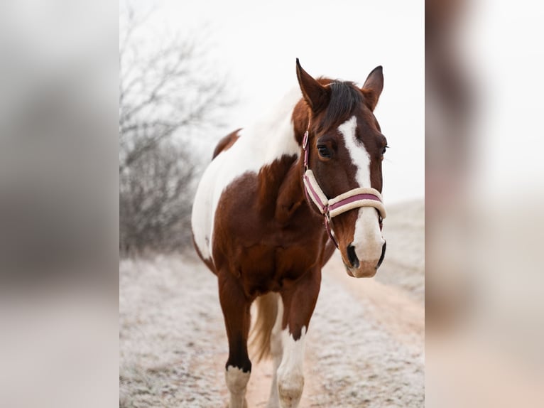 American Paint Horse Mix Stute 11 Jahre 155 cm Tobiano-alle-Farben in Achern