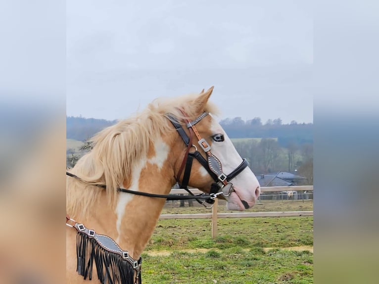 American Paint Horse Stute 11 Jahre 157 cm Overo-alle-Farben in Linkenbach