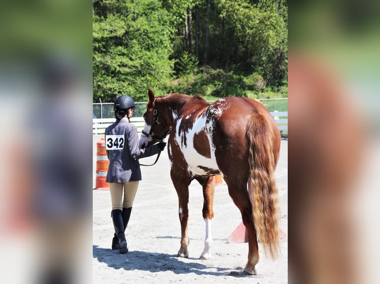 American Paint Horse Stute 11 Jahre 163 cm Overo-alle-Farben in Cedar Hills