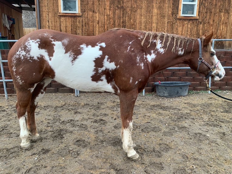 American Paint Horse Stute 11 Jahre 163 cm Overo-alle-Farben in Cedar Hills