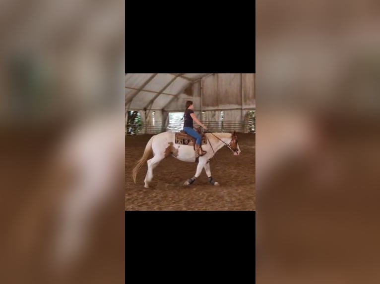 American Paint Horse Stute 11 Jahre Tobiano-alle-Farben in Anguillara Sabazia