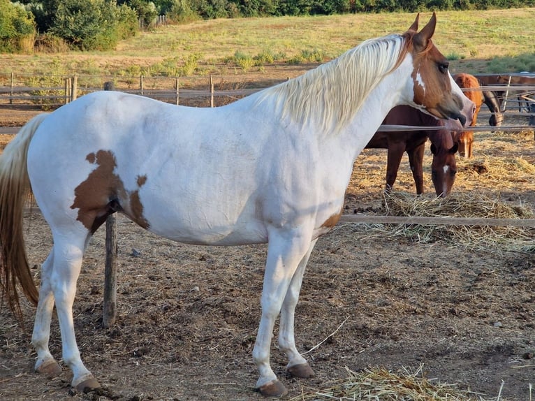 American Paint Horse Stute 11 Jahre Tobiano-alle-Farben in Anguillara Sabazia