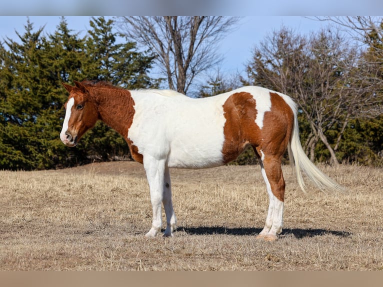 American Paint Horse Stute 12 Jahre 150 cm Schecke in Ripley