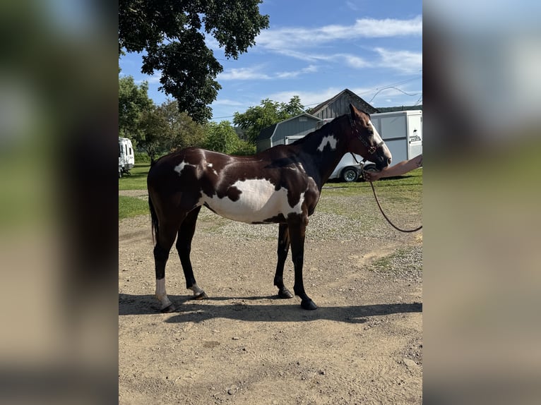 American Paint Horse Stute 12 Jahre 152 cm Overo-alle-Farben in Belmont