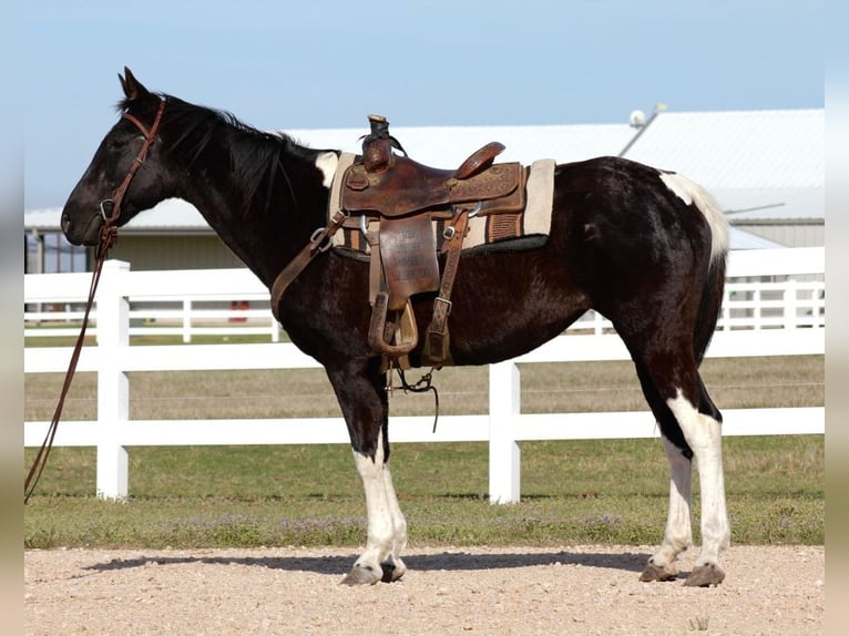 American Paint Horse Stute 12 Jahre 152 cm Tobiano-alle-Farben in Mckinney