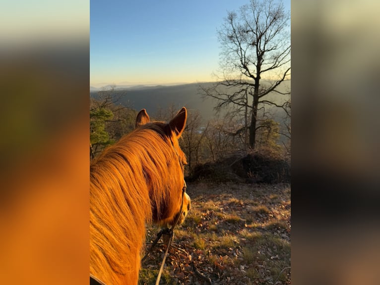 American Paint Horse Stute 12 Jahre 153 cm Overo-alle-Farben in Thalgau
