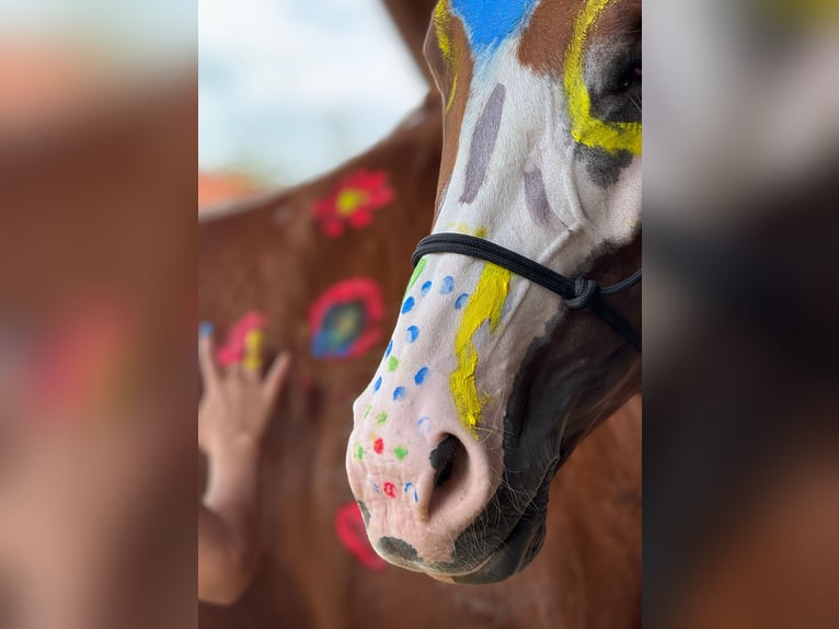 American Paint Horse Stute 12 Jahre 153 cm Overo-alle-Farben in Thalgau
