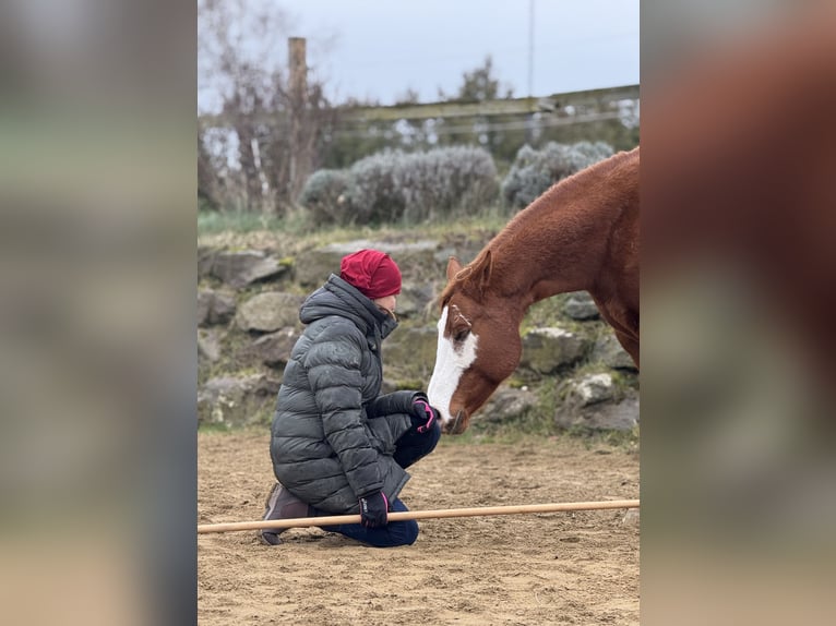 American Paint Horse Stute 12 Jahre 153 cm Overo-alle-Farben in Thalgau