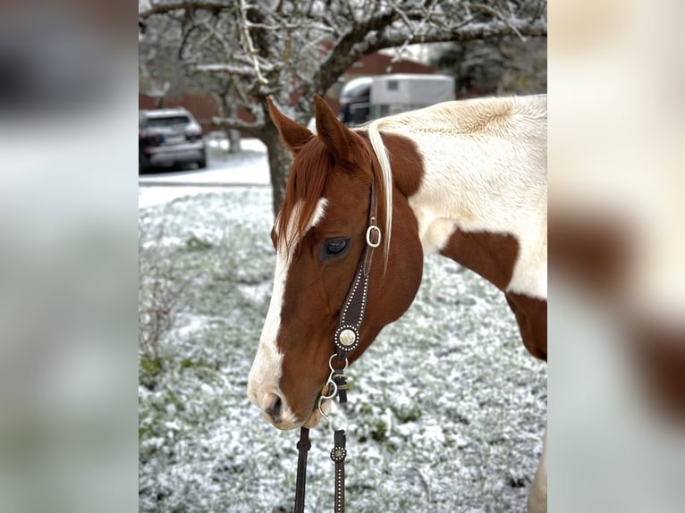 American Paint Horse Stute 12 Jahre 153 cm in Öhringen