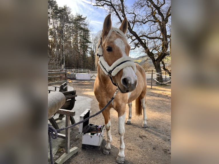 American Paint Horse Stute 12 Jahre 154 cm Overo-alle-Farben in Pregarten