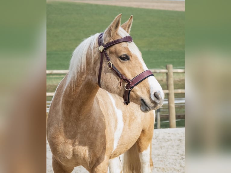 American Paint Horse Stute 12 Jahre 154 cm Overo-alle-Farben in Pregarten