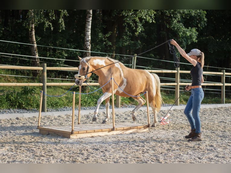American Paint Horse Stute 12 Jahre 154 cm Overo-alle-Farben in Pregarten