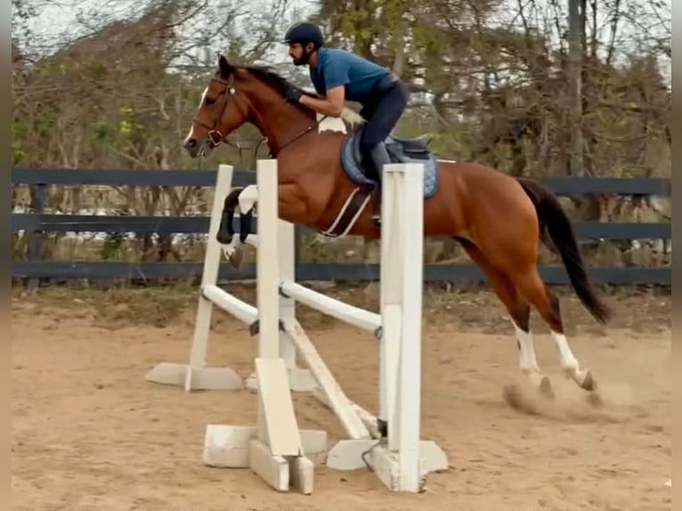 American Paint Horse Stute 12 Jahre 155 cm Tobiano-alle-Farben in Fresno