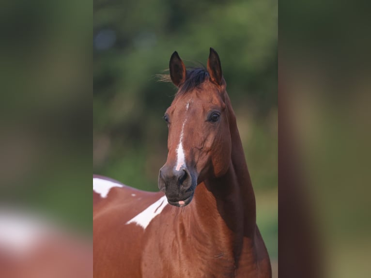 American Paint Horse Stute 12 Jahre 155 cm Tobiano-alle-Farben in Fresno