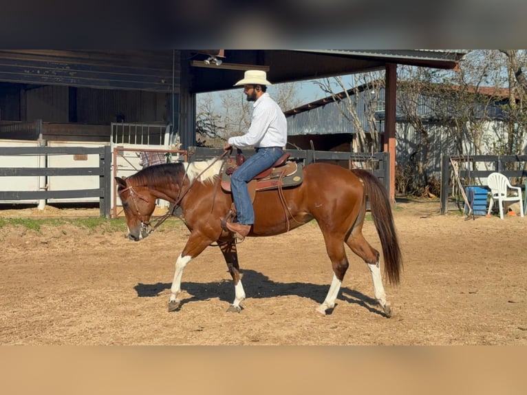 American Paint Horse Stute 12 Jahre 155 cm Tobiano-alle-Farben in Fresno