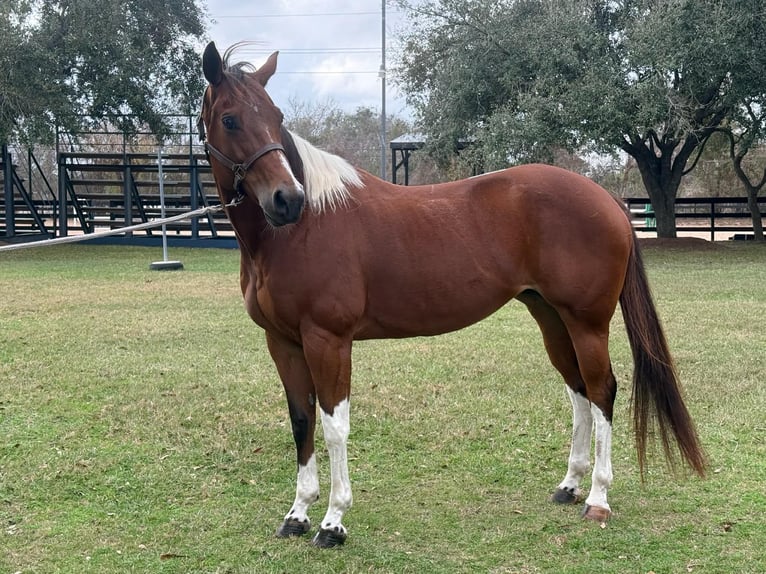 American Paint Horse Stute 12 Jahre 155 cm Tobiano-alle-Farben in Fresno