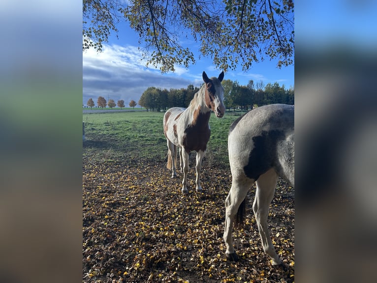 American Paint Horse Stute 12 Jahre 156 cm Tovero-alle-Farben in Nottleben
