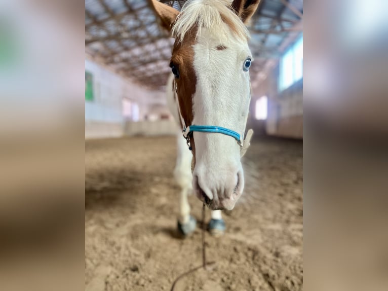 American Paint Horse Stute 12 Jahre 156 cm Tovero-alle-Farben in Nottleben