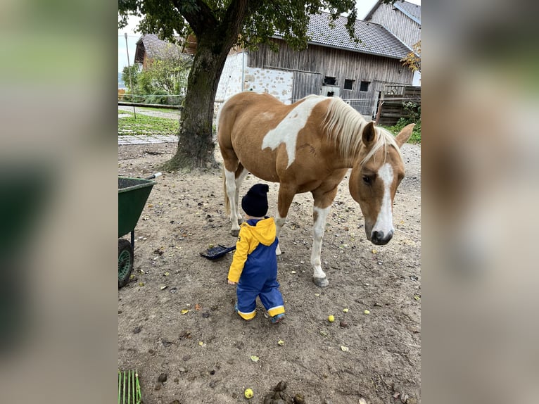 American Paint Horse Stute 12 Jahre Overo-alle-Farben in Pregarten
