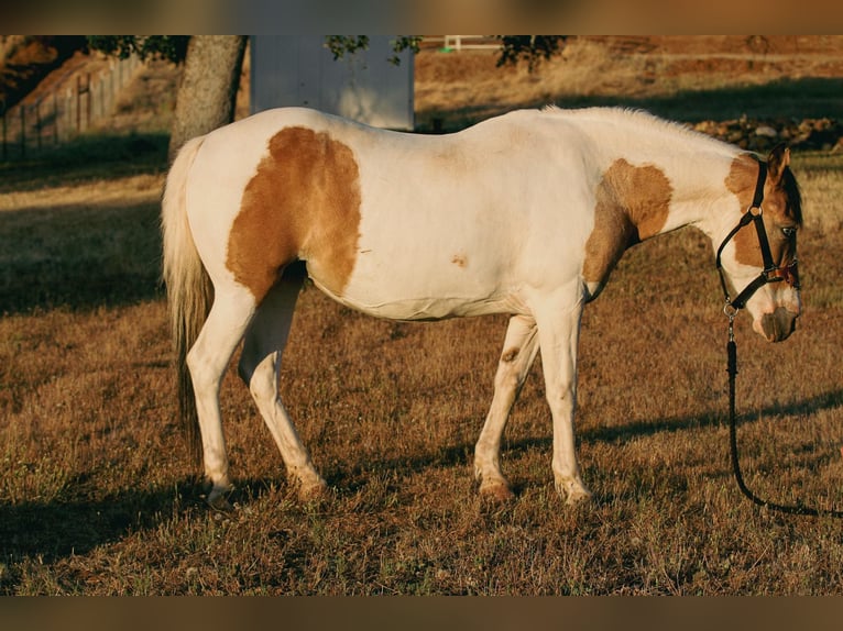 American Paint Horse Stute 13 Jahre 142 cm Buckskin in VALLEY SPRINGS, CA