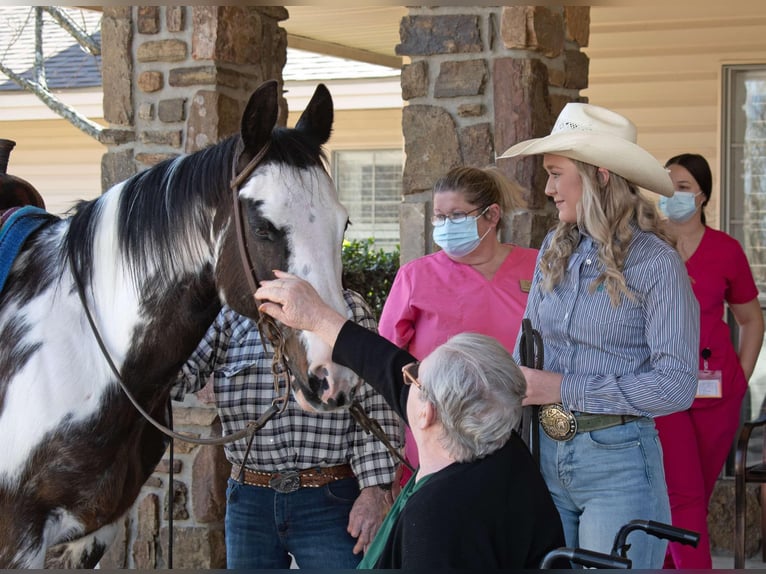 American Paint Horse Stute 13 Jahre 150 cm Overo-alle-Farben in Quitman AR