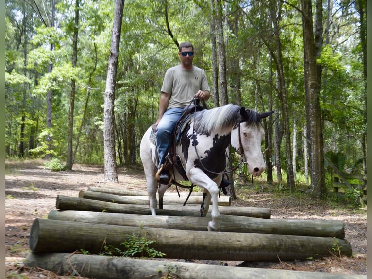 American Paint Horse Stute 13 Jahre 150 cm Overo-alle-Farben in Micanopy