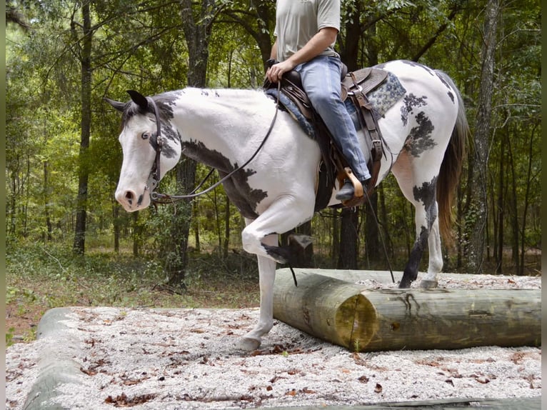 American Paint Horse Stute 13 Jahre 150 cm Overo-alle-Farben in Micanopy