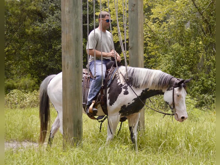American Paint Horse Stute 13 Jahre 150 cm Overo-alle-Farben in Micanopy