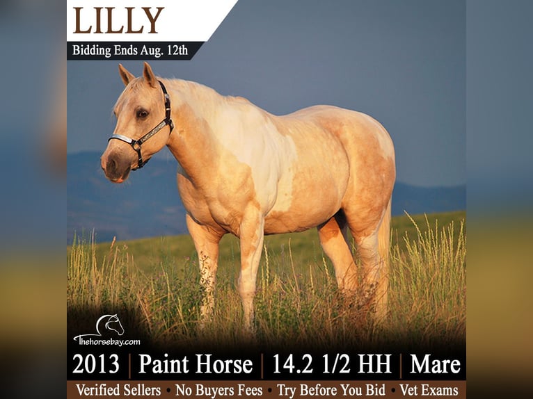 American Paint Horse Stute 13 Jahre 150 cm Palomino in Craig, CO
