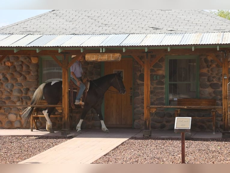 American Paint Horse Stute 13 Jahre 150 cm Tobiano-alle-Farben in Camp Verde Az
