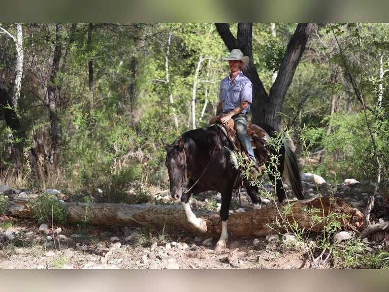 American Paint Horse Stute 13 Jahre 150 cm Tobiano-alle-Farben in Camp Verde Az