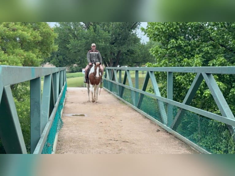American Paint Horse Stute 13 Jahre 150 cm Tobiano-alle-Farben in Poolville