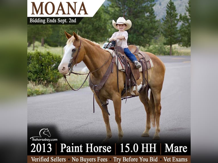 American Paint Horse Stute 13 Jahre 152 cm  in Fort Collins, CO