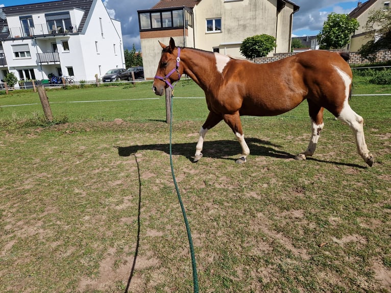 American Paint Horse Stute 13 Jahre 154 cm in Künzell